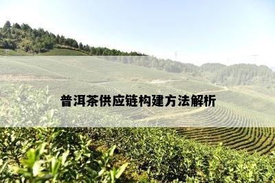 深入解析普洱茶供应链 福建泉州至云南茶叶批发渠道与礼品贸易