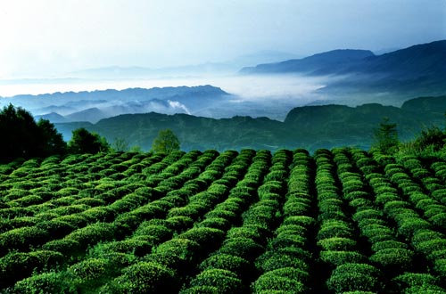 未尽唇齿香 留采山前茶_新浪汽车_新浪网