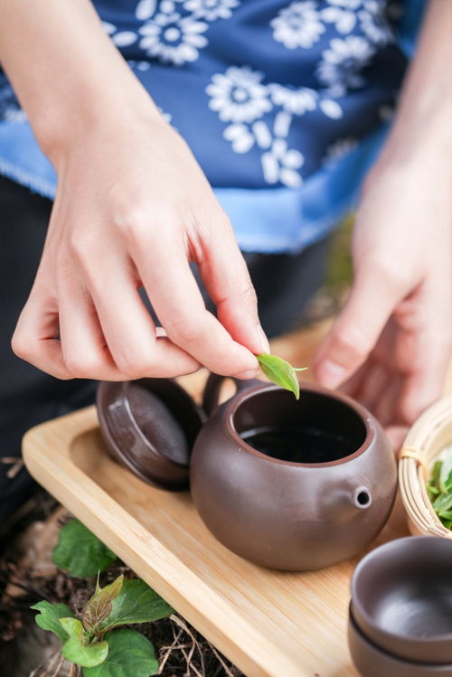 茶具茶杯茶叶茶园人物摄影图 摄影