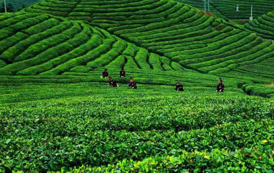 来自雷山的邀请:请喝一杯银球茶!_茶叶